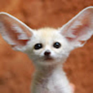 Meet your Posher, Brittney